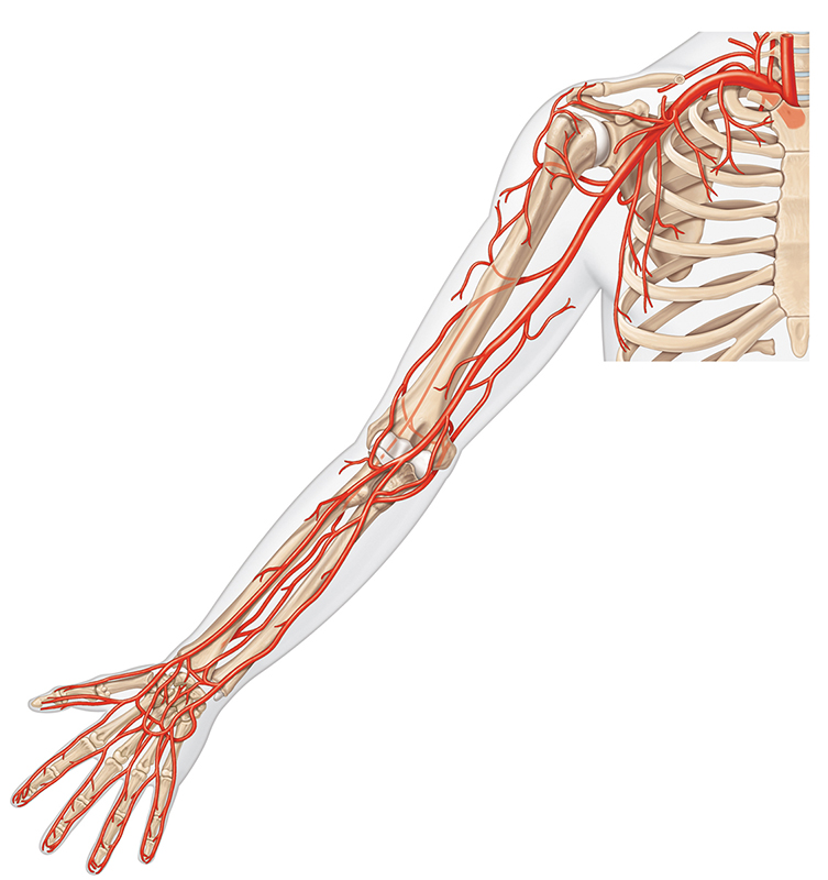 Arterial supply of the upper limb