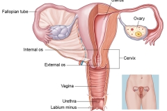 Anatomy of the Uterus